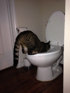 Merlin... drinking from the toilet...