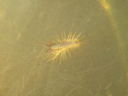 "Holy" Aquatic Sowbug