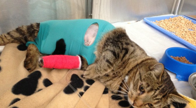 I proudly present: My new web-pages