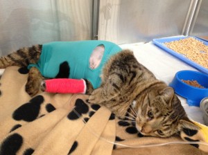 Merlin at the clinic - pretty doped up