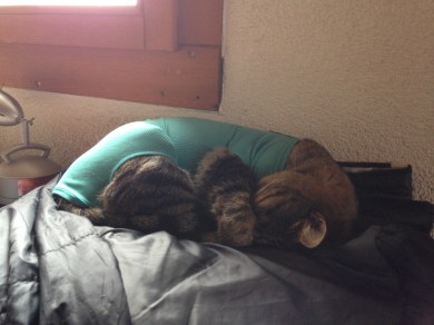 Merlin Merlin recovering from his subtotal colectomy