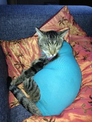 Fighting the stupid body