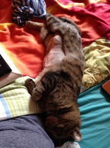 Merlin with his "zipper"