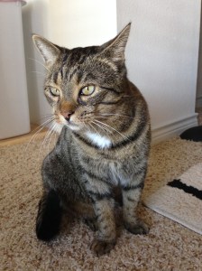 Merlin in Texas 2013