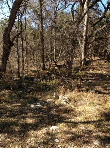 Reindeer at Hardberger Park