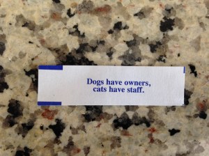 Cats and their staff.