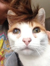 Oscar, the little punk rocker