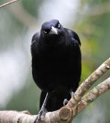 Mmmmuahahahaaa... hand over your food!