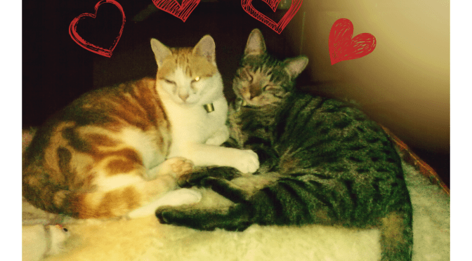 When Your Cat Thinks He Has Superpowers