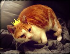 Our teary-eyed feline ruler