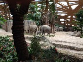 The new elephant enclosure at Zurich Zoo - look at the baby elephant, too cute!
