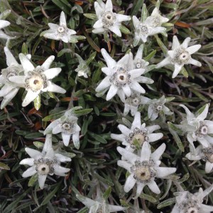 Edelweiss - what else.