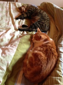 The power-napping two