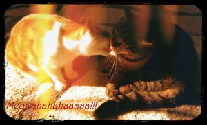 20141031_Meowahahahaha