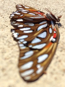 What beauty lies beneath my feet when running.