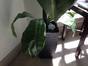 Where's Waldo? X-cuse me, where's Oscar?