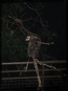 A friendly neighbor.