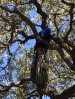 Peacock dangerously looming in a tree.