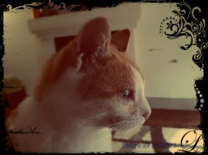 Oscar musing about his state of health...