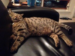 Merlin chilling in San Antonio.