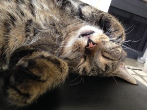 Merlin chilling in Austin.