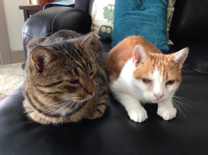 Merlin and his older but smaller brother Oscar, Austin 2014