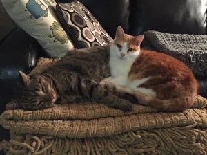 Merlin & Oscar chilling together.