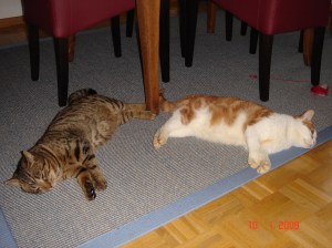 The very first picture of Merlin and Oscar; Baar, January 2009