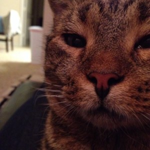 Merlin - as he will always remain in my memory.