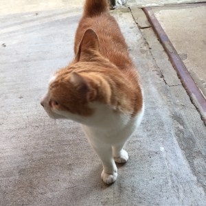 Oscar, our little "left over" cat - so glad he's safe and sound!