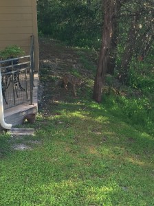 Coyote hiding in neighbor's garden.