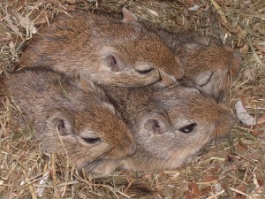 20150712_mongolian-gerbils