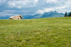 20150712_swiss-cow