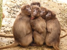 Baboons - one of the species with "dishwasher brains".