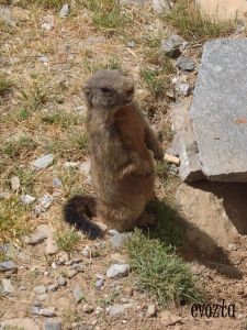 Marmots... aren't they the cutest?!