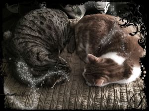 Sleepy Cats