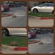 Armadillo in the morning hours.