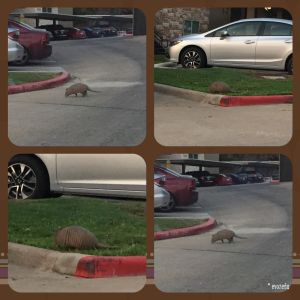 Armadillo in the morning hours.