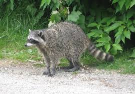 A full grown raccoon.