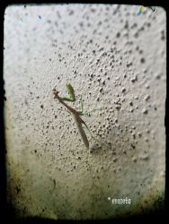 Praying mantis.
