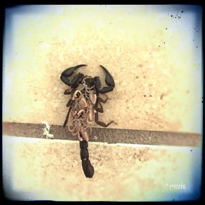 Creepy scorpion mom with her spawn on her back...