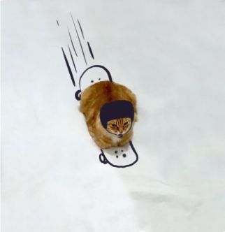Cat-Skating