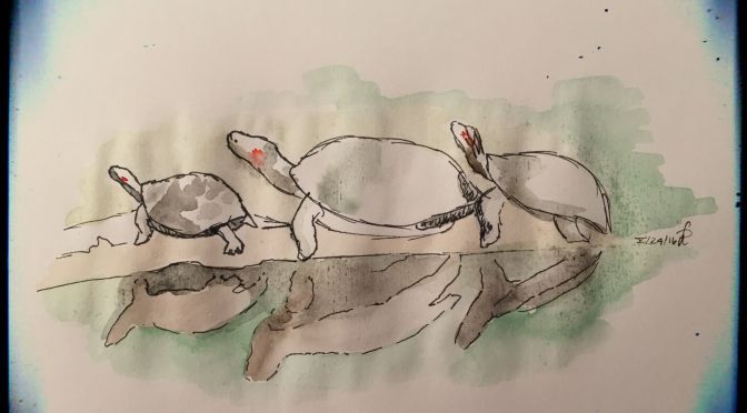 Sharks, Penguins, Turtles and Snakes