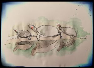 Row of turtles on a branch as seen at Ladybird Lake.