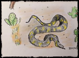 Enourmous snake, sunbathing on my hiking trail.