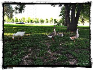 They're a regular sight on my Town Lake runs.