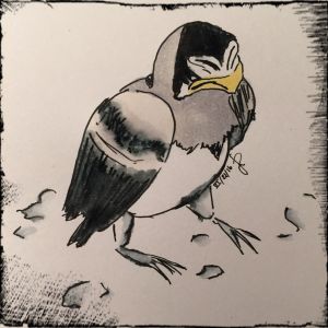 Baby (or toddler?) bird on what might well be his first flight.