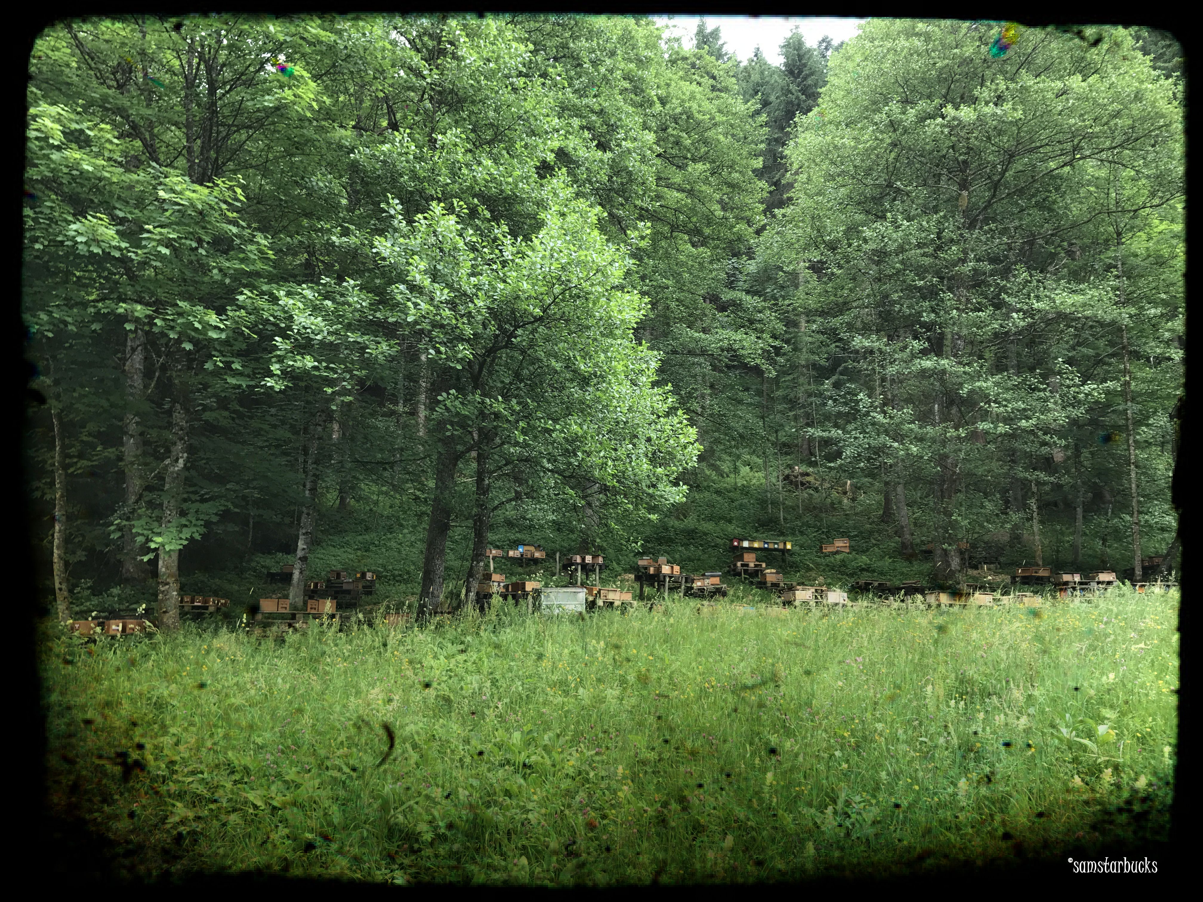 Monday-Hike_01-Beehives