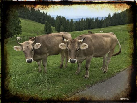 Monday-Hike_05-Cows