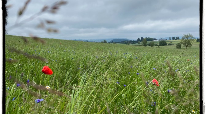 Poppy Flowers